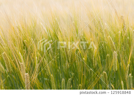 Wheat field Wheat field 125918848