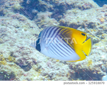 美麗的線鰭蝴蝶魚。 Hirizohama Nakagi 南伊豆鎮 伊豆半島 靜岡縣 2024 125918870