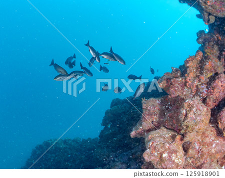 A school of grunts and other fish. Hirizohama Nakagi Minamiizu Town Izu Peninsula Shizuoka Prefecture 2024 125918901
