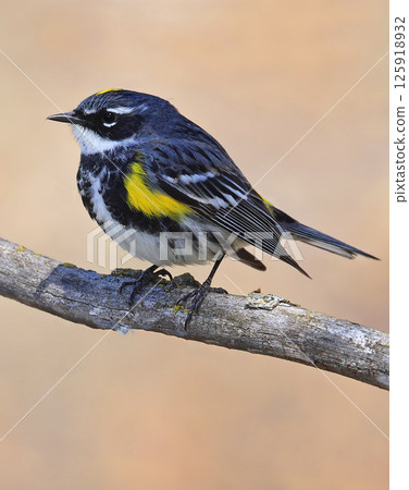 Yellow-rumped warbler perching on branch tree, isolated on a grey background, Canada Yellow-rumped warbler perching on branch tree, isolated on a grey background, Canada 125918932