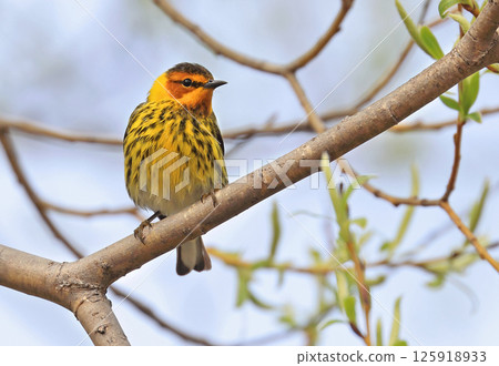 Cape May warbler perching on branch tree, Canada Cape May warbler perching on branch tree, Canada 125918933