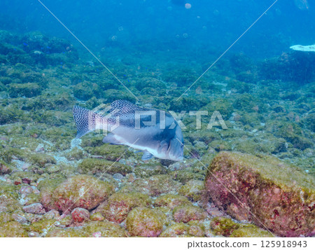 Big sweetlips. Hirizohama Nakagi Minamiizu Town Izu Peninsula Shizuoka Prefecture 2024 Big sweetlips. Hirizohama Nakagi Minamiizu Town Izu Peninsula Shizuoka Prefecture 2024 125918943