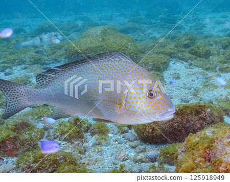 Big yellowtail. Hirizohama Nakagi Minamiizu Town Izu Peninsula Shizuoka Prefecture 2024 125918949