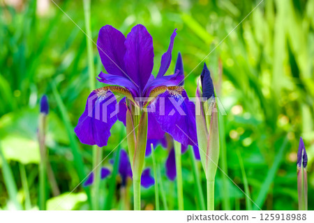 Iryo blooming in the field Iryo blooming in the field 125918988