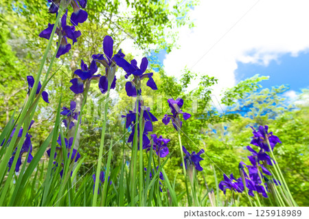 Iris blooming in the forest 125918989