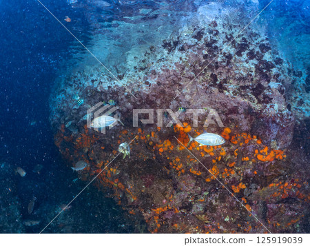 一群美麗的幼年黃尾鰺。 Hirizohama Nakagi 南伊豆鎮 伊豆半島 靜岡縣 2024 125919039