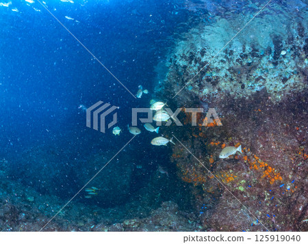 一群美麗的幼年黃尾鰺。 Hirizohama Nakagi 南伊豆鎮 伊豆半島 靜岡縣 2024 125919040