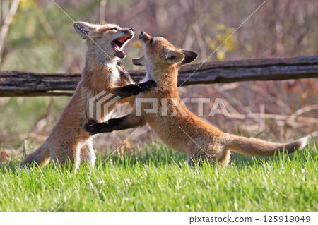 Red foxes cubs playing on the grass, Canada 125919049