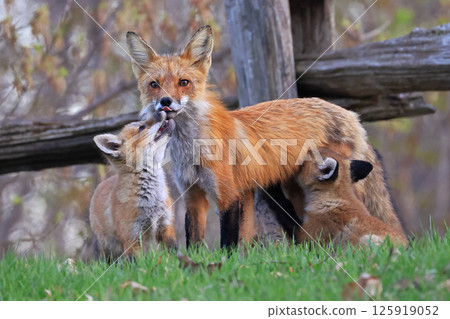 The mother fox and her babies on the grass, Canada The mother fox and her babies on the grass, Canada 125919052