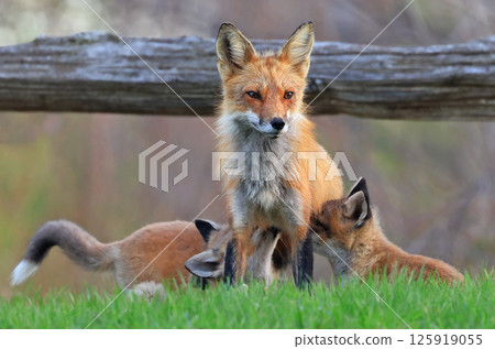 The mother fox and her babies on the grass, Canada 125919055