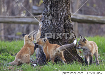 Red foxes playing around the tree in the forest, Canada 125919057