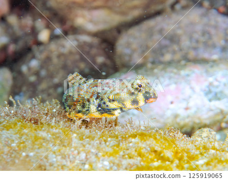 可愛的金眼金魚草。 Hirizohama Nakagi 南伊豆鎮 伊豆半島 靜岡縣 2024 125919065