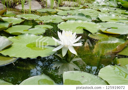White water lily flower White water lily flower 125919072