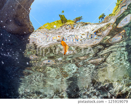 一隻幼年礁蝙蝠魚,巧妙地偽裝並在水面上游動。 Hirizohama Nakagi 南伊豆鎮 伊豆半島 靜岡縣 2024 一隻幼年礁蝙蝠魚,巧妙地偽裝並在水面上游動。 Hirizohama Nakagi 南伊豆鎮 伊豆半島 靜岡縣 2024 125919079