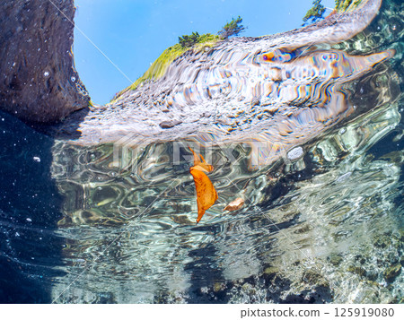 一隻幼年礁蝙蝠魚，巧妙地偽裝並在水面上游動。 Hirizohama Nakagi 南伊豆鎮 伊豆半島 靜岡縣 2024 125919080