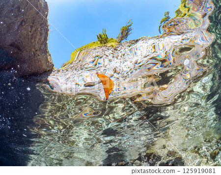 A juvenile South American swallowtail fish swimming on the surface of the water, skillfully camouflaging itself. Hirizohama Nakagi Minamiizu Town Izu Peninsula Shizuoka Prefecture 2024 125919081