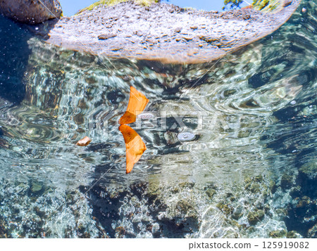 A juvenile South American swallowtail fish swimming on the surface of the water, skillfully camouflaging itself. Hirizohama Nakagi Minamiizu Town Izu Peninsula Shizuoka Prefecture 2024 125919082