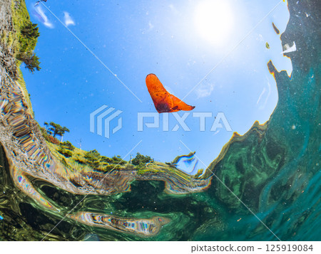 一隻幼年礁蝙蝠魚，巧妙地偽裝並在水面上游動。 Hirizohama Nakagi 南伊豆鎮 伊豆半島 靜岡縣 2024 125919084