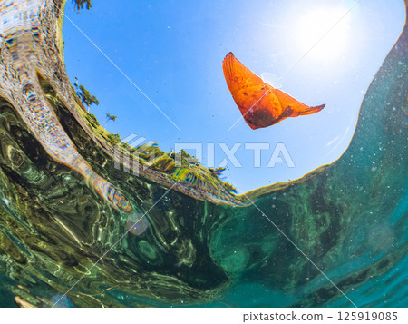 一隻幼年礁蝙蝠魚,巧妙地偽裝並在水面上游動。 Hirizohama Nakagi 南伊豆鎮 伊豆半島 靜岡縣 2024 一隻幼年礁蝙蝠魚,巧妙地偽裝並在水面上游動。 Hirizohama Nakagi 南伊豆鎮 伊豆半島 靜岡縣 2024 125919085