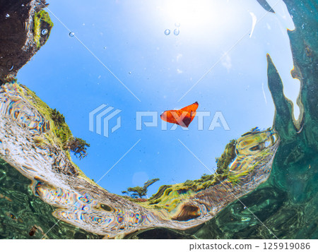 A juvenile South American swallowtail fish swimming on the surface of the water, skillfully camouflaging itself. Hirizohama Nakagi Minamiizu Town Izu Peninsula Shizuoka Prefecture 2024 A juvenile South American swallowtail fish swimming on the surface of the water, skillfully camouflaging itself. Hirizohama Nakagi Minamiizu Town Izu Peninsula Shizuoka Prefecture 2024 125919086