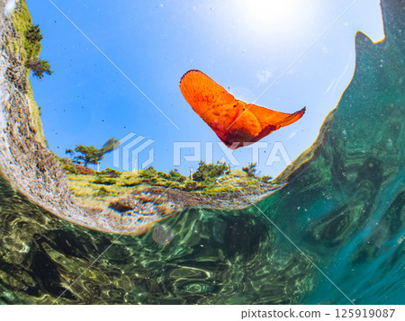 A juvenile South American swallowtail fish swimming on the surface of the water, skillfully camouflaging itself. Hirizohama Nakagi Minamiizu Town Izu Peninsula Shizuoka Prefecture 2024 125919087