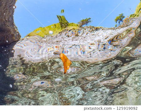A juvenile South American swallowtail fish swimming on the surface of the water, skillfully camouflaging itself. Hirizohama Nakagi Minamiizu Town Izu Peninsula Shizuoka Prefecture 2024 125919092