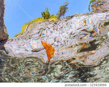 A juvenile South American swallowtail fish swimming on the surface of the water, skillfully camouflaging itself. Hirizohama Nakagi Minamiizu Town Izu Peninsula Shizuoka Prefecture 2024 125919094