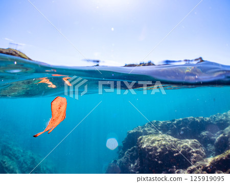 A juvenile South American swallowtail fish swimming on the surface of the water, skillfully camouflaging itself. Hirizohama Nakagi Minamiizu Town Izu Peninsula Shizuoka Prefecture 2024 125919095