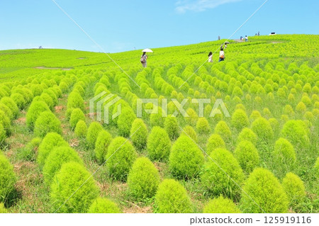 Summer Kokia / View Hill 125919116