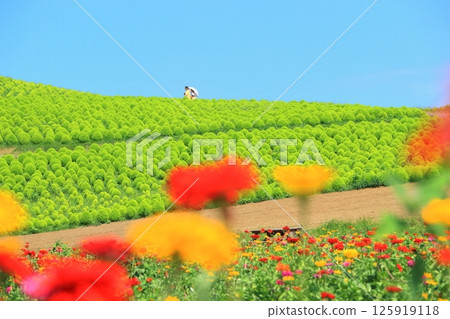 百日草田和地膚山 125919118