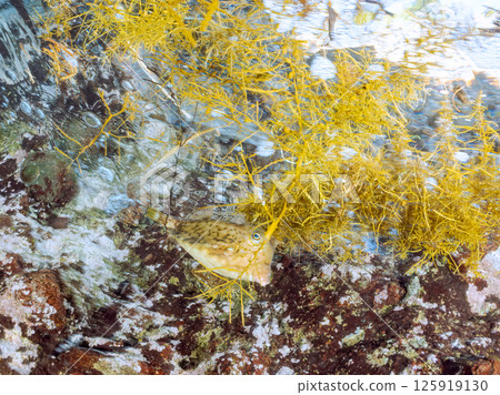 一隻幼年小海雀在水面上游泳。 Hirizohama Nakagi 南伊豆鎮 伊豆半島 靜岡縣 2024 125919130