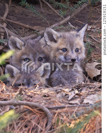 Red fox babies portrait in the forest, Canada 125919151
