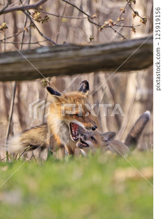 Red foxes cubs playing on the grass, Canada 125919156