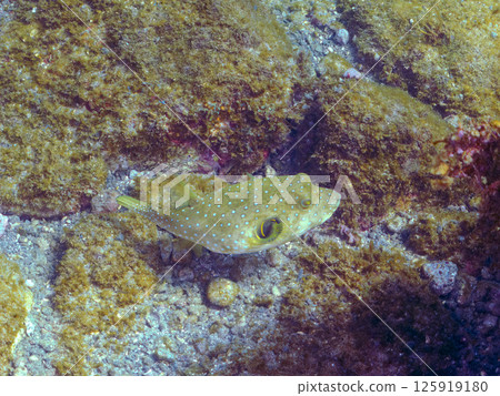 A large southern pufferfish. Hirizohama Nakagi Minamiizu Town Izu Peninsula Shizuoka Prefecture 2024 125919180