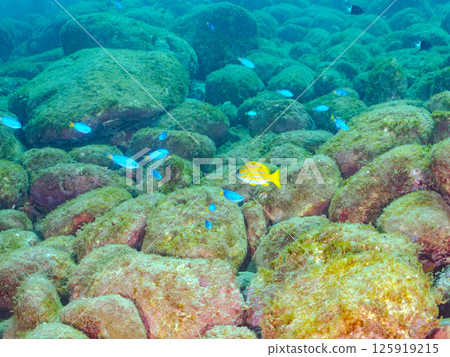 Beautiful schools of Lutjan snappers (Lutjanidae), blue-green damselfish (Pomacentridae) and other fish gather on the rocks. Hirizo Beach 125919215