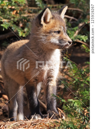 Red fox portrait with green forest background, Canada 125919267