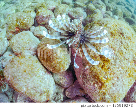 一條大獅子魚。它的目標是藍綠色雀鯛群和其他魚類。 Hirizohama Nakagi 南伊豆鎮 伊豆半島 靜岡縣 2024 125919278