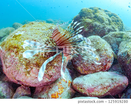 A large lionfish. It is targeting a school of blue-green damselfish and others. Hirizohama Nakagi Minamiizu Town Izu Peninsula Shizuoka Prefecture 2024 125919280