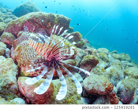 A large lionfish. It is targeting a school of blue-green damselfish and others. Hirizohama Nakagi Minamiizu Town Izu Peninsula Shizuoka Prefecture 2024 125919281