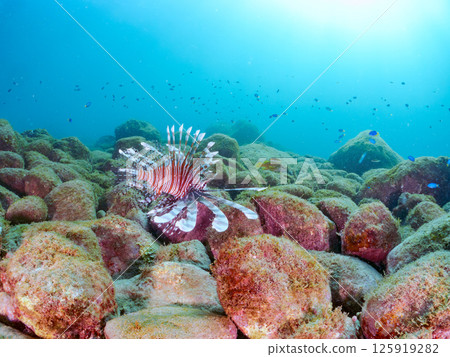 A large lionfish. It is targeting a school of blue-green damselfish and others. Hirizohama Nakagi Minamiizu Town Izu Peninsula Shizuoka Prefecture 2024 125919282