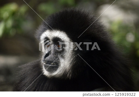 White-handed gibbon White-handed gibbon 125919322
