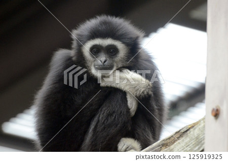 White-handed gibbon White-handed gibbon 125919325