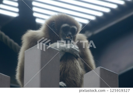  White-handed gibbon 125919327