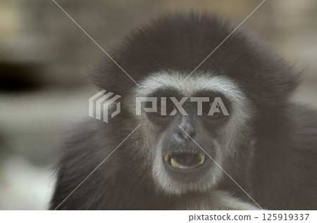  白手長臂猿 125919337