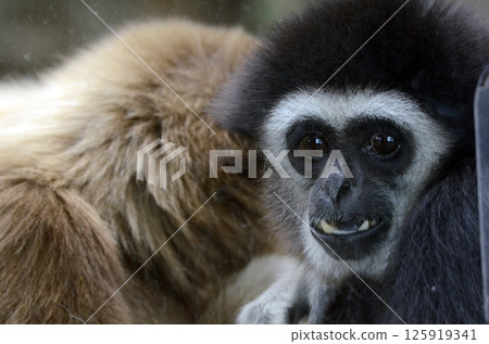 White-handed gibbon White-handed gibbon 125919341