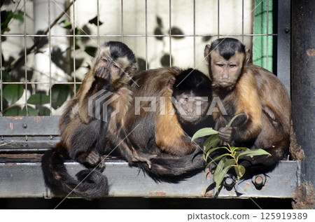 Tufted capuchin monkey 125919389