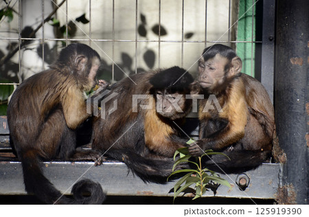 Tufted capuchin monkey 125919390