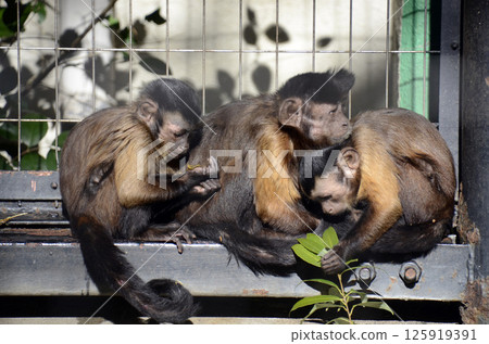 Tufted capuchin monkey 125919391