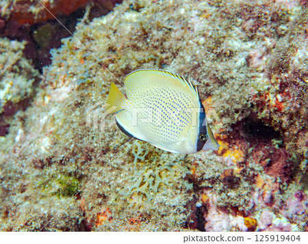 Cute juvenile Spotted Butterflyfish (Chaetodontidae). Hirizohama Nakagi Minamiizu Town Izu Peninsula Shizuoka Prefecture 2024 Cute juvenile Spotted Butterflyfish (Chaetodontidae). Hirizohama Nakagi Minamiizu Town Izu Peninsula Shizuoka Prefecture 2024 125919404