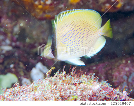 一隻可愛的幼年斑蝴蝶魚（Chaetodontidae 科）。 Hirizohama Nakagi 南伊豆鎮 伊豆半島 靜岡縣 2024 125919407